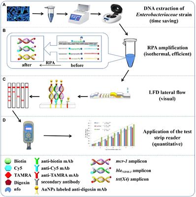 Rapid detection of multiple resistance genes to last-resort antibiotics in Enterobacteriaceae pathogens by recombinase polymerase amplification combined with lateral flow dipstick